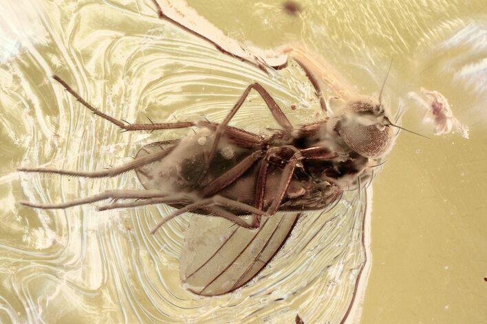 Fossil Fly (Dolichopodidae) and Mite (Acari) in Baltic Amber #346674